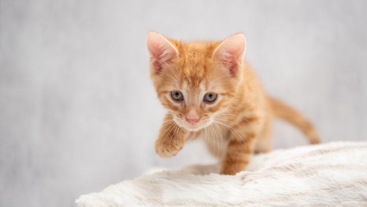 Veterinarios y etólogos alertan: tratar a los gatos como perros pequeños perjudica su salud y aumenta su estrés