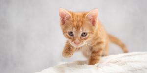 Veterinarios y etólogos alertan: tratar a los gatos como perros pequeños perjudica su salud y aumenta su estrés