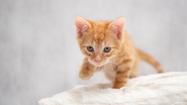Veterinarios y etólogos alertan: tratar a los gatos como perros pequeños perjudica su salud y aumenta su estrés