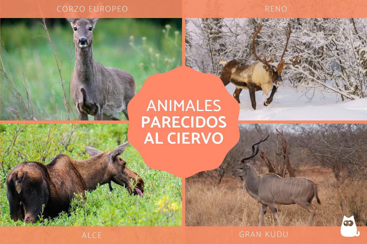 Animales parecidos al ciervo