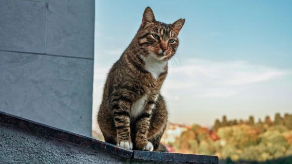La Ley de Propiedad Horizontal lo confirma: si el gato del vecino entra en tu casa, puedes acudir al artículo 7.2 - Gatos y vecinos: cuándo hay base legal para reclamar según la Ley de Propiedad Horizontal