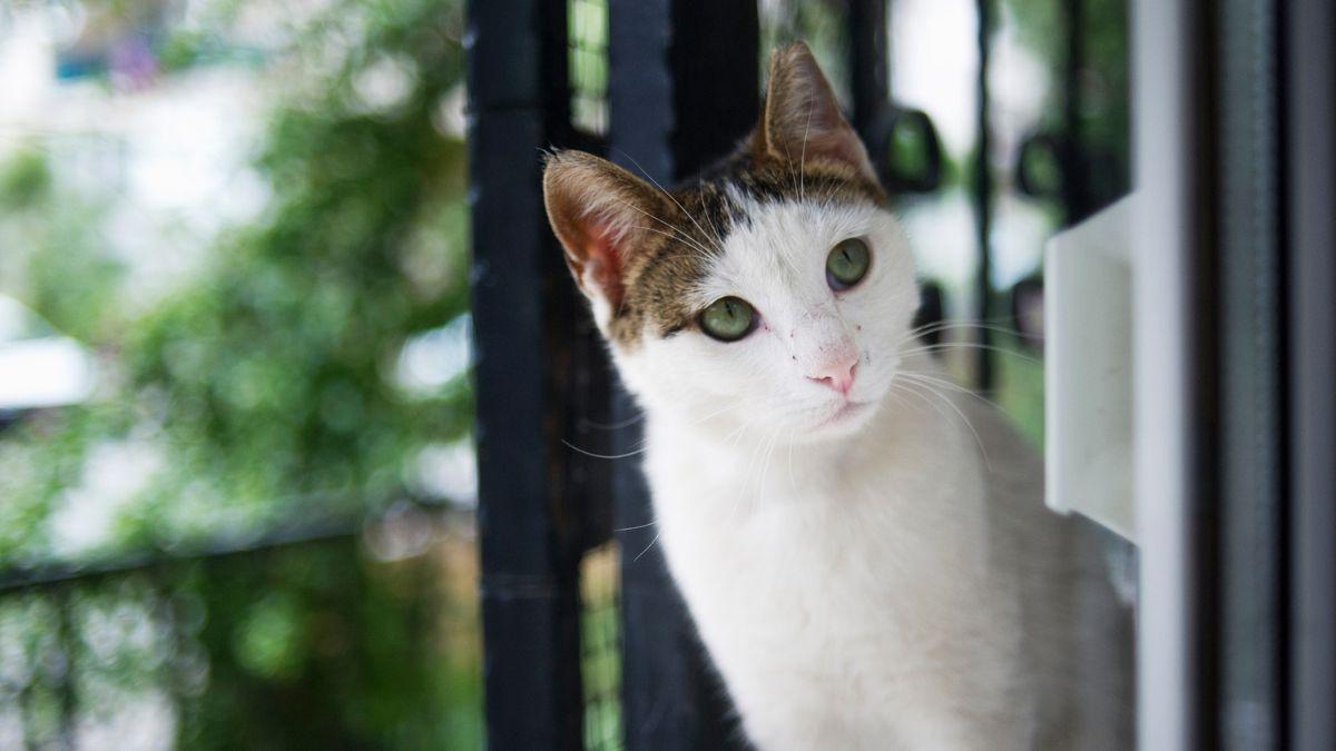 La Ley de Propiedad Horizontal lo confirma: si el gato del vecino entra en tu casa, puedes acudir al artículo 7.2