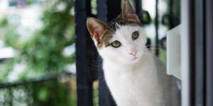 La Ley de Propiedad Horizontal lo confirma: si el gato del vecino entra en tu casa, puedes acudir al artículo 7.2