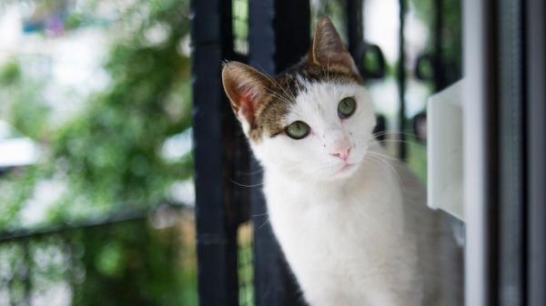 La Ley de Propiedad Horizontal lo confirma: si el gato del vecino entra en tu casa, puedes acudir al artículo 7.2