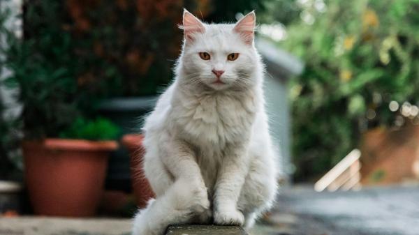 La Ley de Propiedad Horizontal lo confirma: si el gato del vecino entra en tu casa, puedes acudir al artículo 7.2 - Qué puede hacer legalmente una comunidad de vecinos si un gato causa problemas