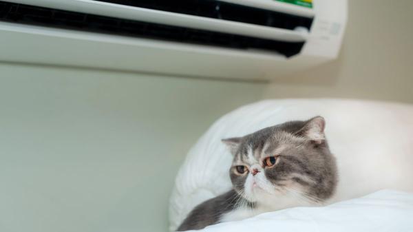 Antes de poner el aire acondicionado si tienes mascota, revisa que esté a esta temperatura - Bien usado, el aire acondicionado puede ser clave en el cuidado de los animales en verano