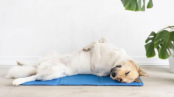 Antes de poner el aire acondicionado si tienes mascota, revisa que esté a esta temperatura - El error que debes evitar con el aire acondicionado si tienes mascotas