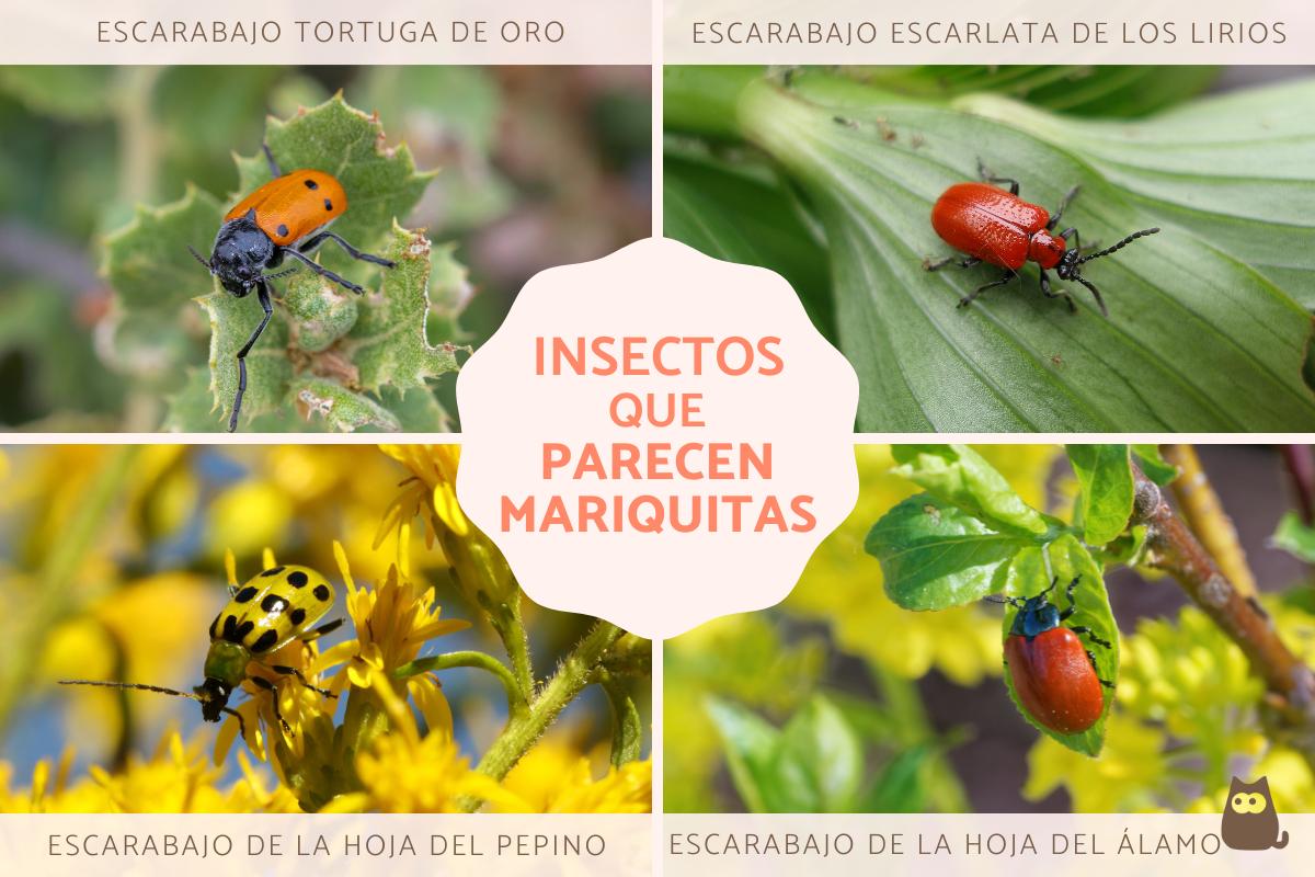 Insectos parecidos a las mariquitas