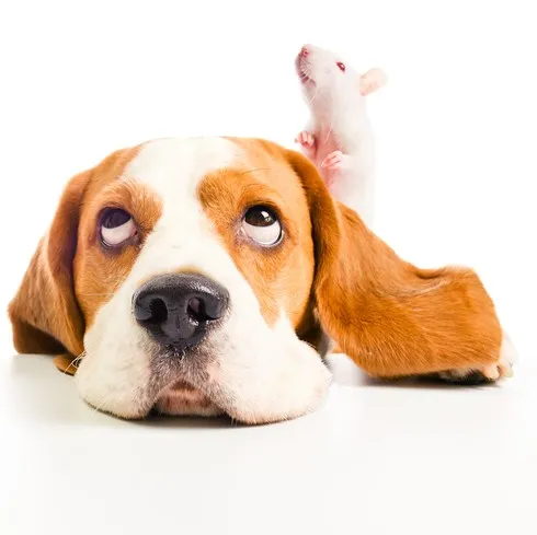 los perros atraen a las ratas