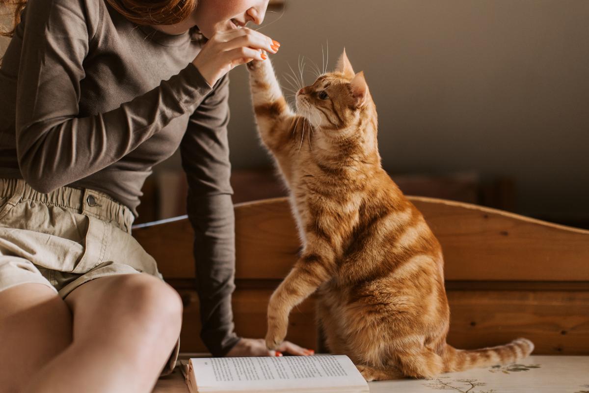 Ventajas de contratar un seguro para gatos y proteger su salud