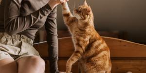 Ventajas de contratar un seguro para gatos y proteger su salud