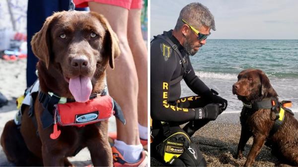 Los perros que se lanzan al mar para salvar vidas: así trabaja el singular equipo canino de Torrox - Brown, Nancy y Milka: los perros socorristas que ayudan a salvar vidas en las playas de Torrox