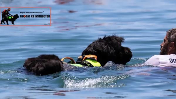 Los perros que se lanzan al mar para salvar vidas: así trabaja el singular equipo canino de Torrox - El perro no rescata solo: así funciona una intervención en el mar