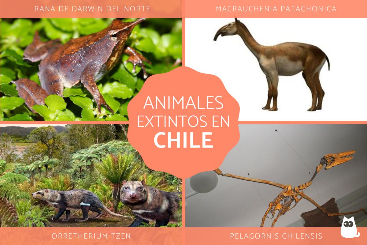 Animales extintos en Chile