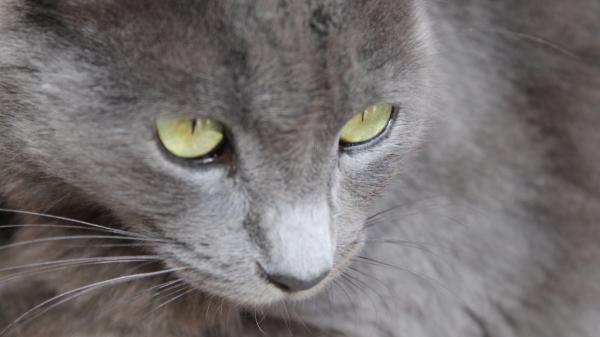 Soy veterinaria y estas 5 posturas podrían indicar que tu gato está enfermo: "Solo debes preocuparte si se mantienen durante horas y van acompañadas de otros síntomas" - Cabeza gacha y mirada apagada: síntomas claros de enfermedades sistémicas