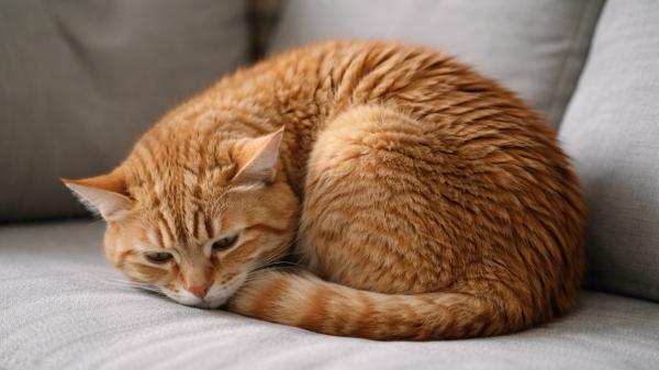 Soy veterinaria y estas 5 posturas podrían indicar que tu gato está enfermo: "Solo debes preocuparte si se mantienen durante horas y van acompañadas de otros síntomas" - Cuando tu gato se hace una bolita, puede estar diciéndote que le duele algo