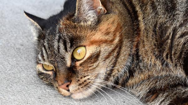 Soy veterinaria y estas 5 posturas podrían indicar que tu gato está enfermo: "Solo debes preocuparte si se mantienen durante horas y van acompañadas de otros síntomas" - Inmovilidad prolongada: posibles problemas musculoesqueléticos