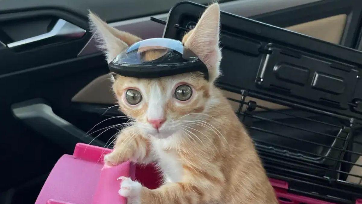 Otter, el pequeño gatito rescatado que necesitó un casco para sobrevivir debido a una malformación congénita