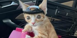 Otter, el pequeño gatito rescatado que necesitó un casco para sobrevivir debido a una malformación congénita