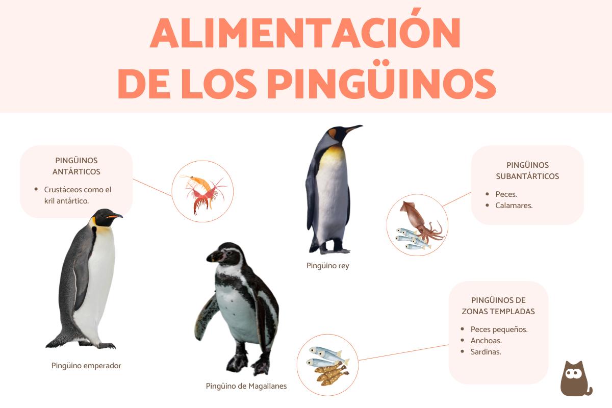 ¿Qué comen los pingüinos?