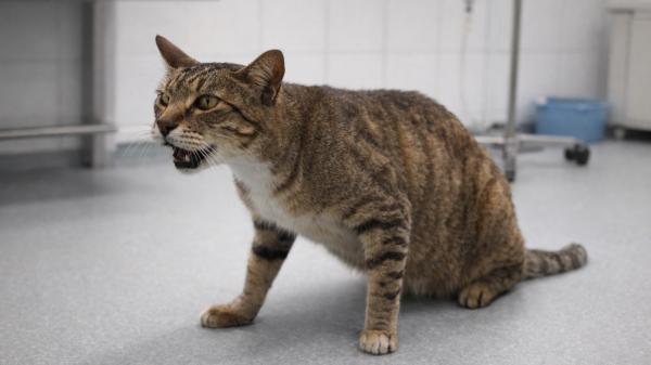 Soy veterinaria y estas 5 posturas podrían indicar que tu gato está enfermo: "Solo debes preocuparte si se mantienen durante horas y van acompañadas de otros síntomas" - Si tu gato estira el cuello y separa los codos, significa que tiene problemas para respirar