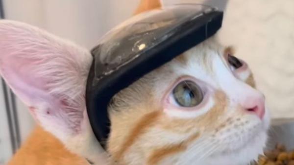 Otter, el pequeño gatito rescatado que necesitó un casco para sobrevivir debido a una malformación congénita - Superó una cirugía de alto riesgo y pudo empezar una nueva vida