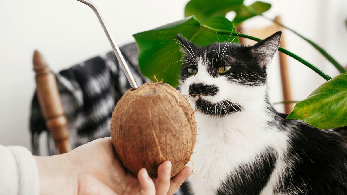 El aceite de coco puede ser un gran aliado para los gatos, pero no siempre es recomendable: usos y advertencias de veterinaria