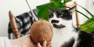 El aceite de coco puede ser un gran aliado para los gatos, pero no siempre es recomendable: usos y advertencias de veterinaria