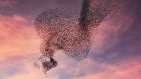 Los estorninos llegan a España en otoño y forman enormes bandadas al atardecer: el motivo de este espectáculo tiene que ver con su supervivencia - El secreto de las enormes bandadas de estorninos que aparecen al atardecer