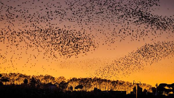 Los estorninos llegan a España en otoño y forman enormes bandadas al atardecer: el motivo de este espectáculo tiene que ver con su supervivencia - El vuelo colectivo de los estorninos esconde una estrategia para evitar a sus depredadores