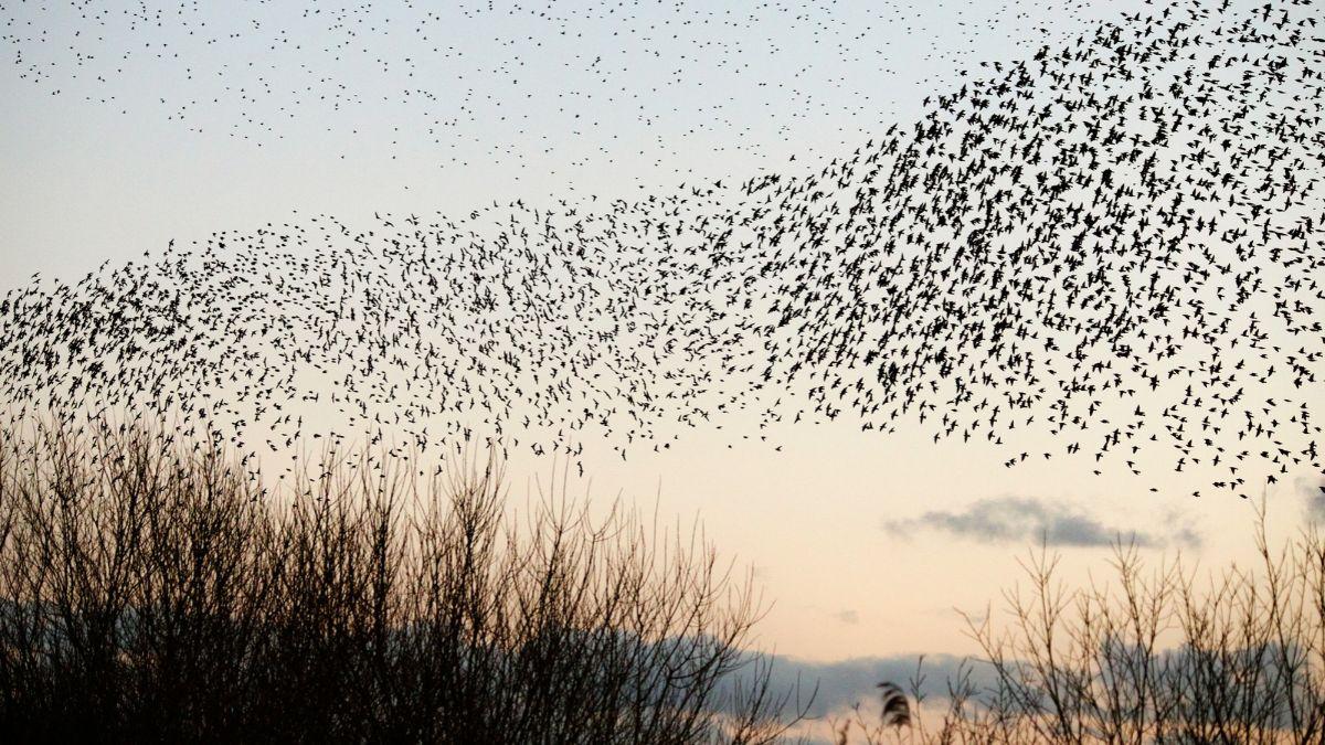 Los estorninos llegan a España en otoño y forman enormes bandadas al atardecer: el motivo de este espectáculo tiene que ver con su supervivencia