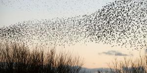 Los estorninos llegan a España en otoño y forman enormes bandadas al atardecer: el motivo de este espectáculo tiene que ver con su supervivencia