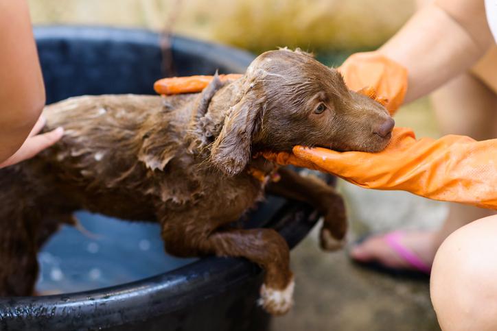 se puede bañar un cachorro de 6 semanas