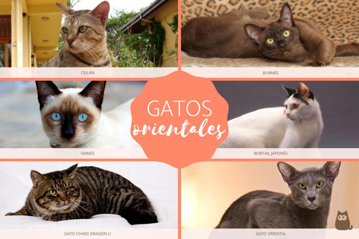 Razas de gatos orientales