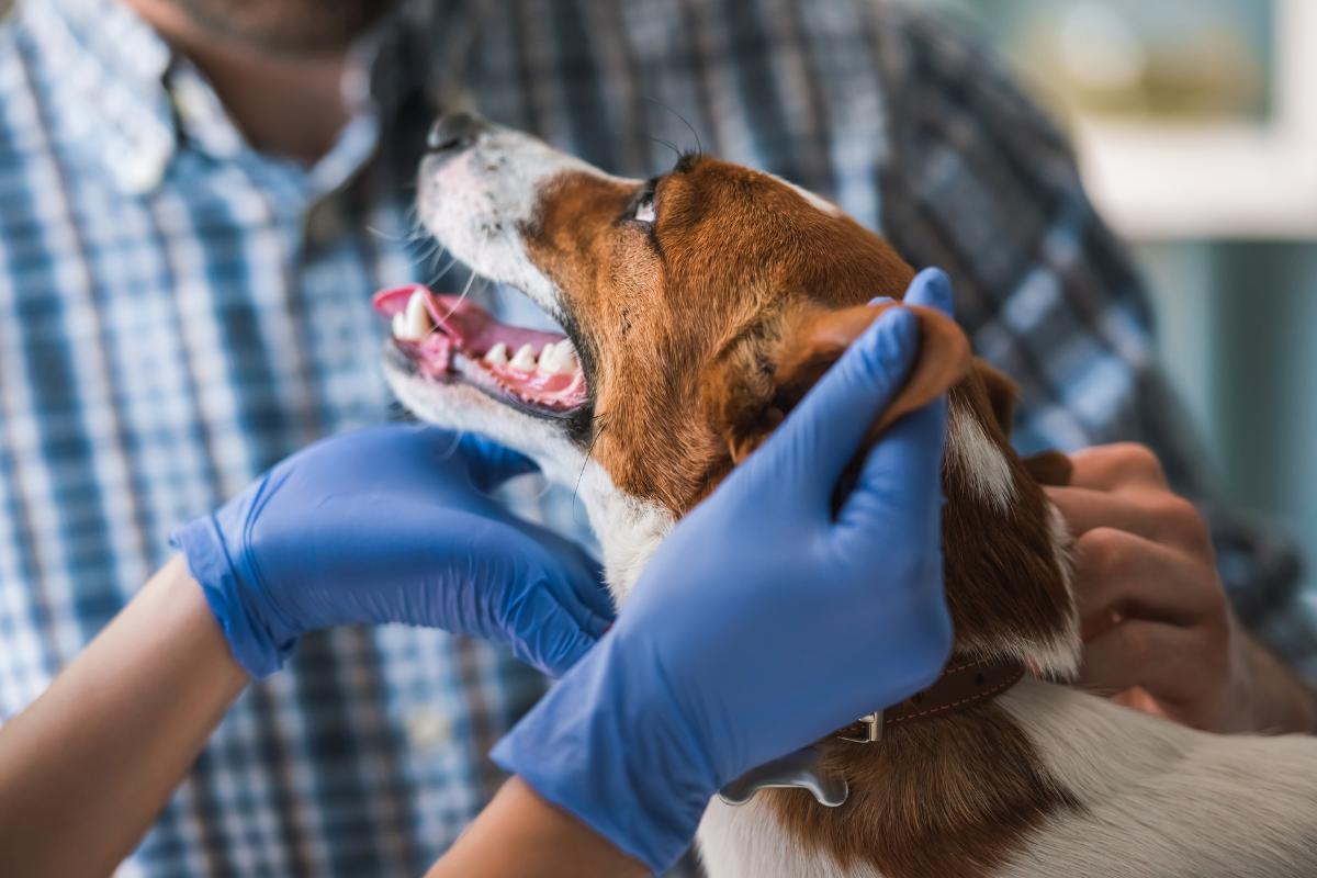 Teofilina para perros - Dosis, usos y efectos secundarios