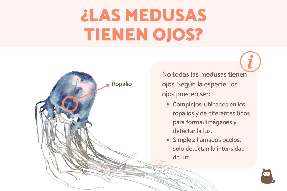 ¿Las medusas tienen ojos?