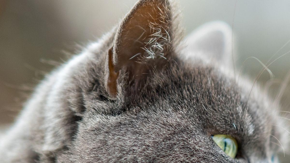 Mira las orejas de tu gato: si ves este pequeño “bolsillo” no es un defecto, es evolución y esto es lo que significa