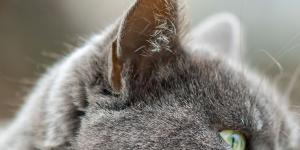 Mira las orejas de tu gato: si ves este pequeño “bolsillo” no es un defecto, es evolución y esto es lo que significa