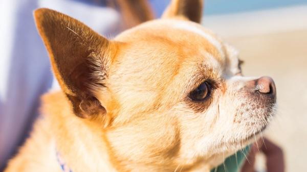 Mira las orejas de tu gato: si ves este pequeño “bolsillo” no es un defecto, es evolución y esto es lo que significa - No solo los gatos lo tienen: estos otros animales también