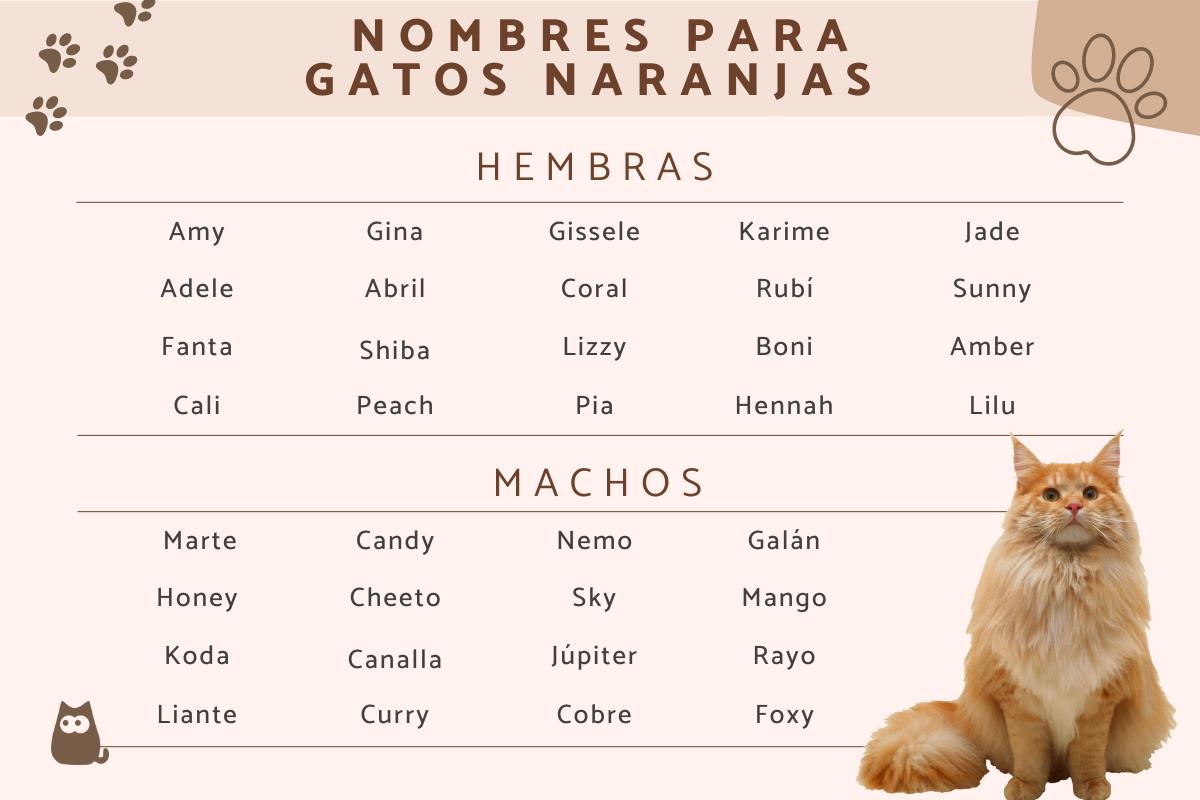  300 Nombres para gatos naranjas machos y hembras
