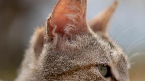 Mira las orejas de tu gato: si ves este pequeño “bolsillo” no es un defecto, es evolución y esto es lo que significa - ¿Qué es exactamente ese pliegue en la base de la oreja?