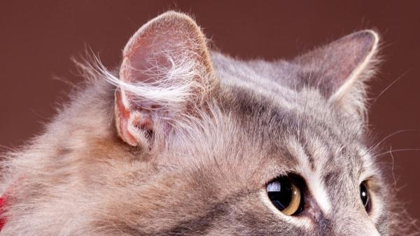 Mira las orejas de tu gato: si ves este pequeño “bolsillo” no es un defecto, es evolución y esto es lo que significa - ¿Todos los gatos lo tienen? El truco para identificarlo