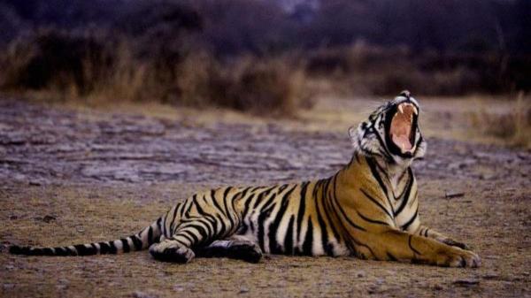 La India estrena la primera carretera roja para salvar la fauna salvaje y evitar los atropellos - Compromiso con la conservación del entorno y la naturaleza