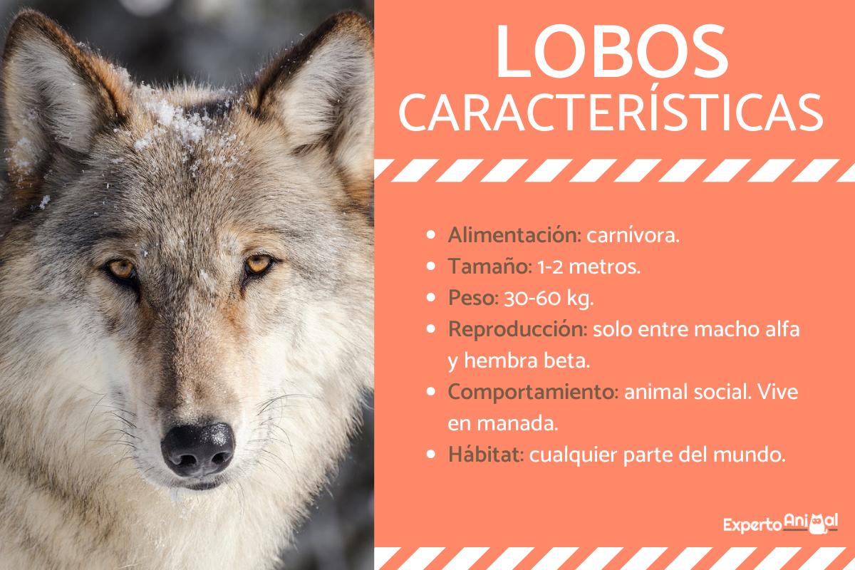 Características del lobo