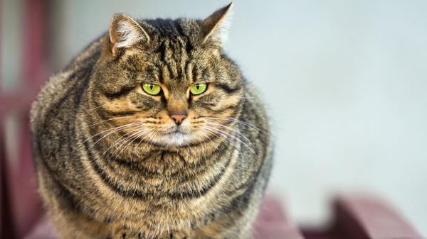 No es que sea vago: esto es lo que realmente significa que tu gato no quiera moverse - El sobrepeso y la obesidad son causas importantes por las que los gatos dejan de moverse