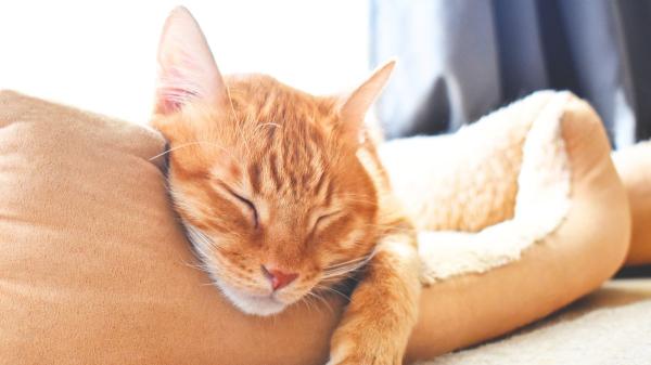 No es que sea vago: esto es lo que realmente significa que tu gato no quiera moverse - Estas enfermedades pueden hacer que tu gato se mueva menos