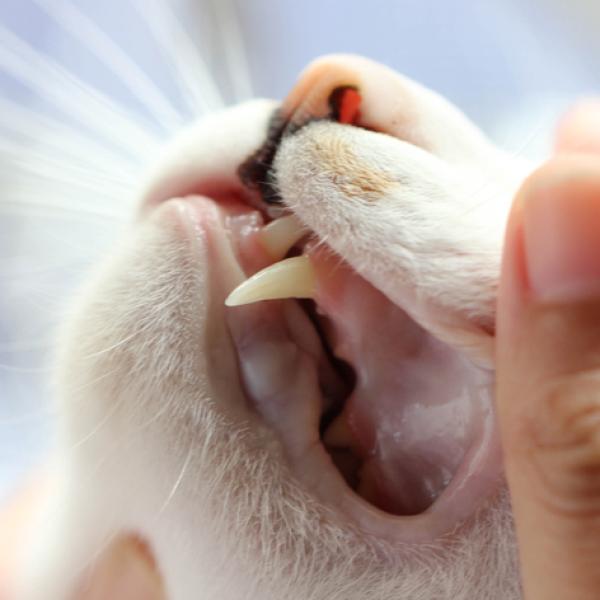 La_perdida_de_dientes_en_los_gatos_23178_600_square