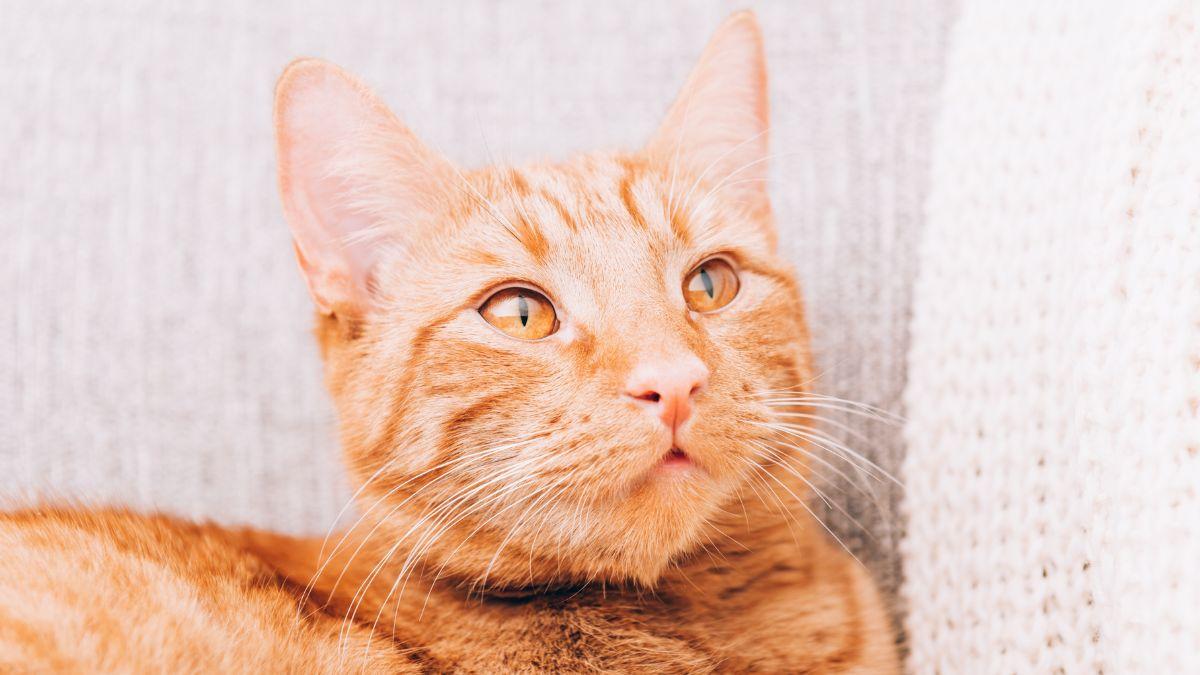 No es que sea vago: esto es lo que realmente significa que tu gato no quiera moverse