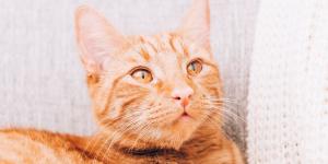 No es que sea vago: esto es lo que realmente significa que tu gato no quiera moverse