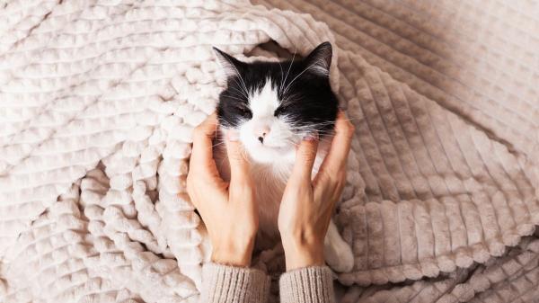 Los gatos que ronronean no siempre están felices: la razón que pocos conocen y cuándo preocuparse - Cuándo el ronroneo de un gato puede indicar un problema